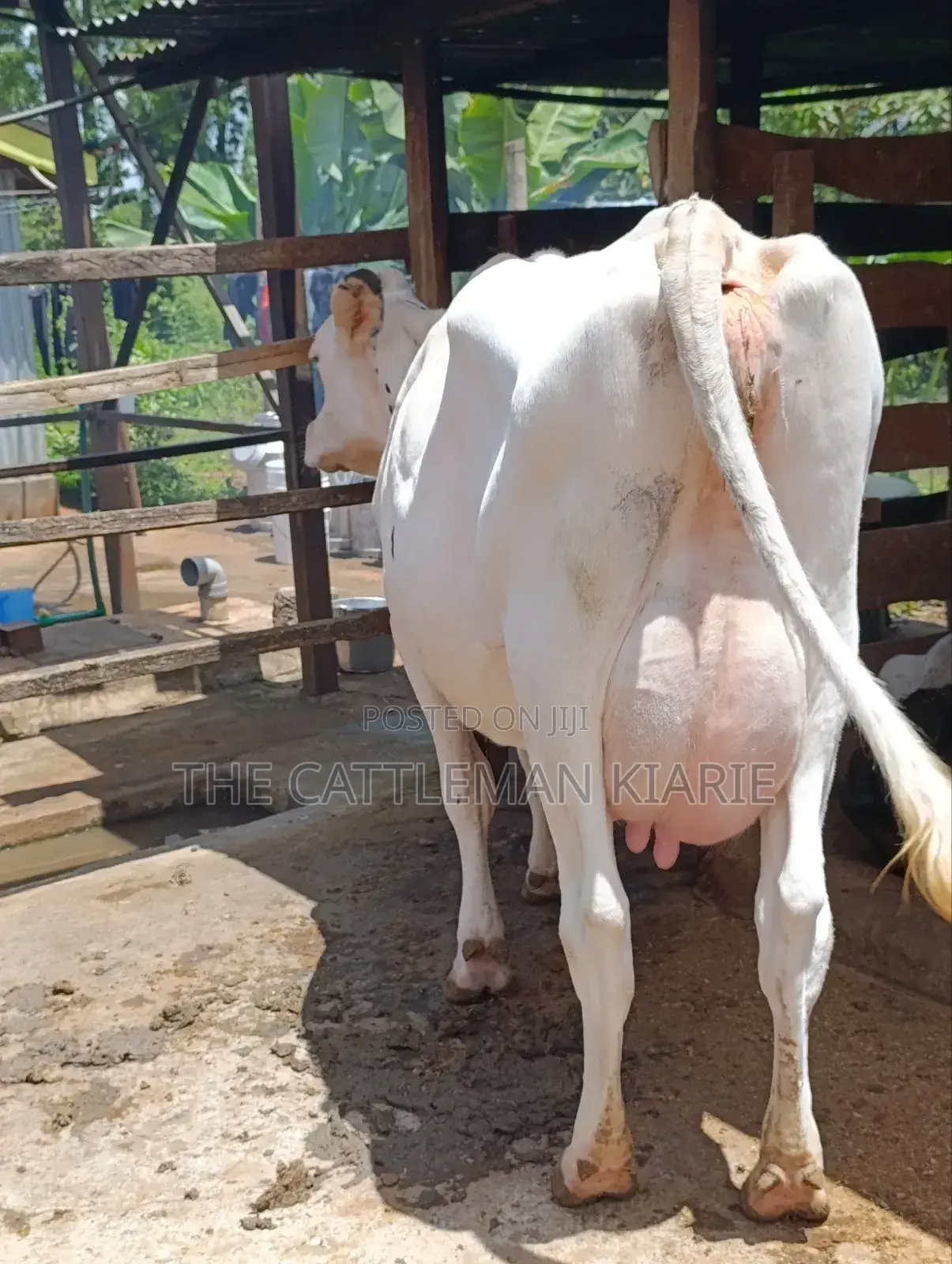Pure Holstein for Sale