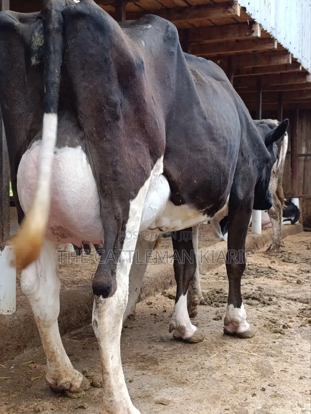 Friesian 45+ Litres Per Day