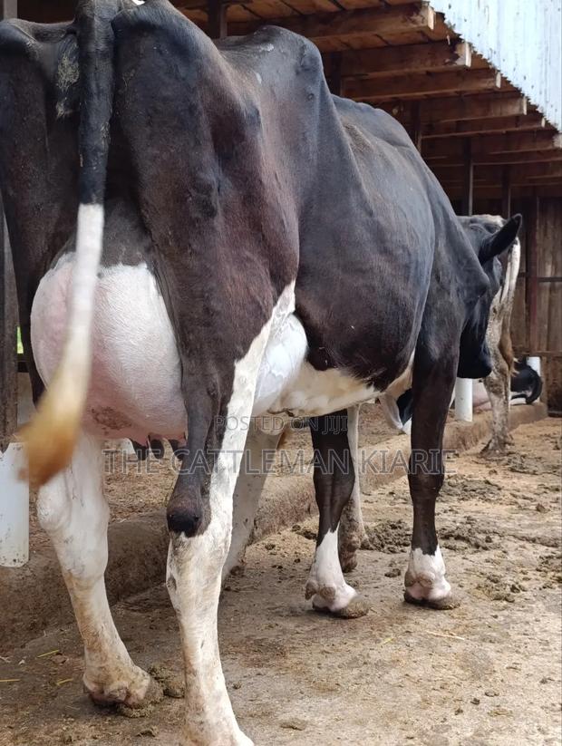 Friesian 45+ Litres Per Day