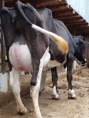 Friesian 45+ Litres Per Day