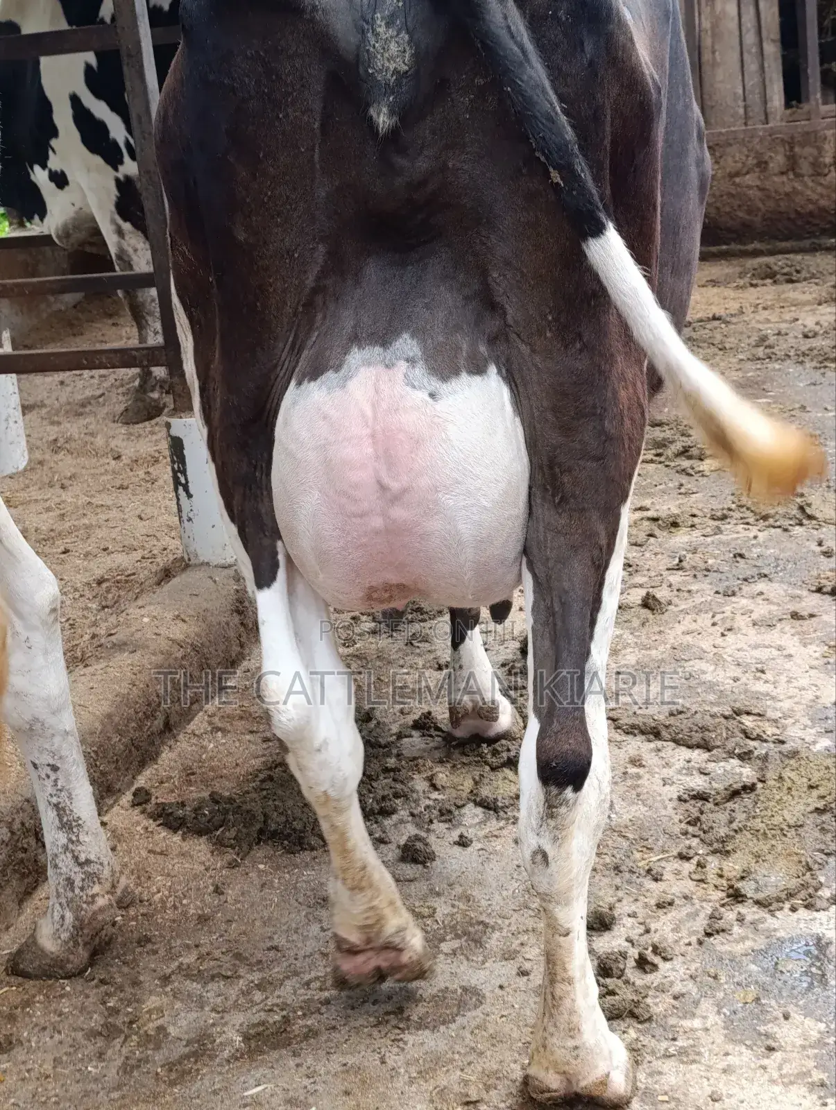 Friesian 45+ Litres Per Day