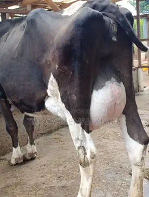 Friesian 45+ Litres Per Day