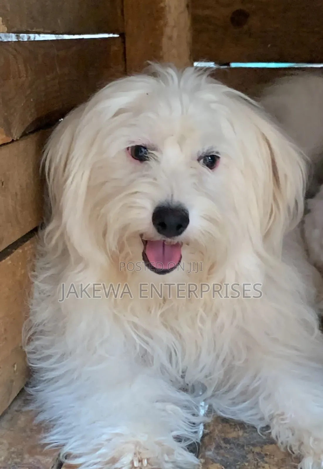 3-6 months Male Purebred Havanese