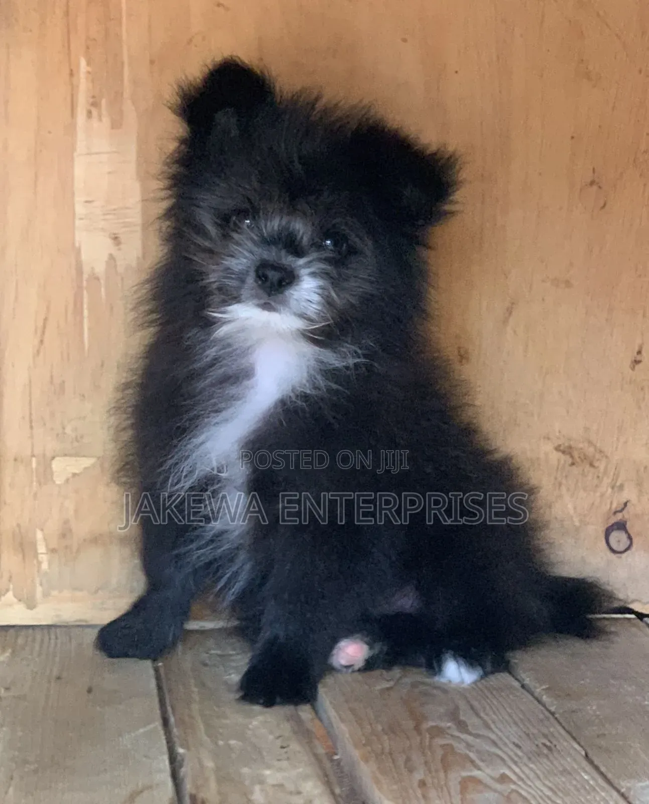 1-3 months Male Purebred Havanese