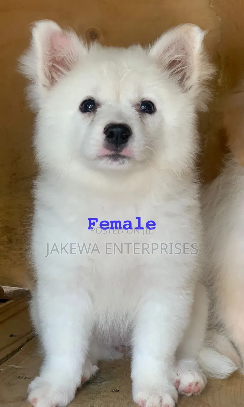 1-3 months Female Purebred Japanese Spitz