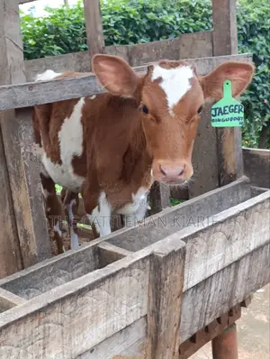 Ayrshire Calf for Sale