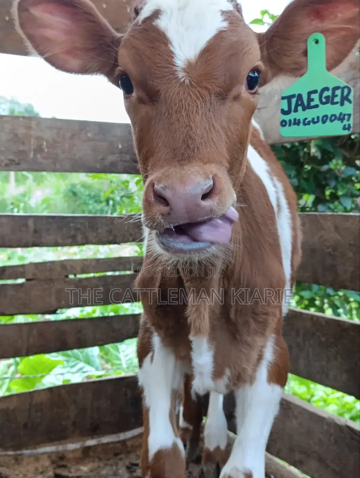 Ayrshire Calf for Sale