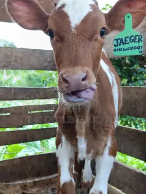 Ayrshire Calf for Sale