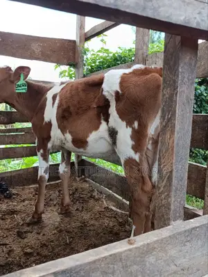 Ayrshire Calf for Sale