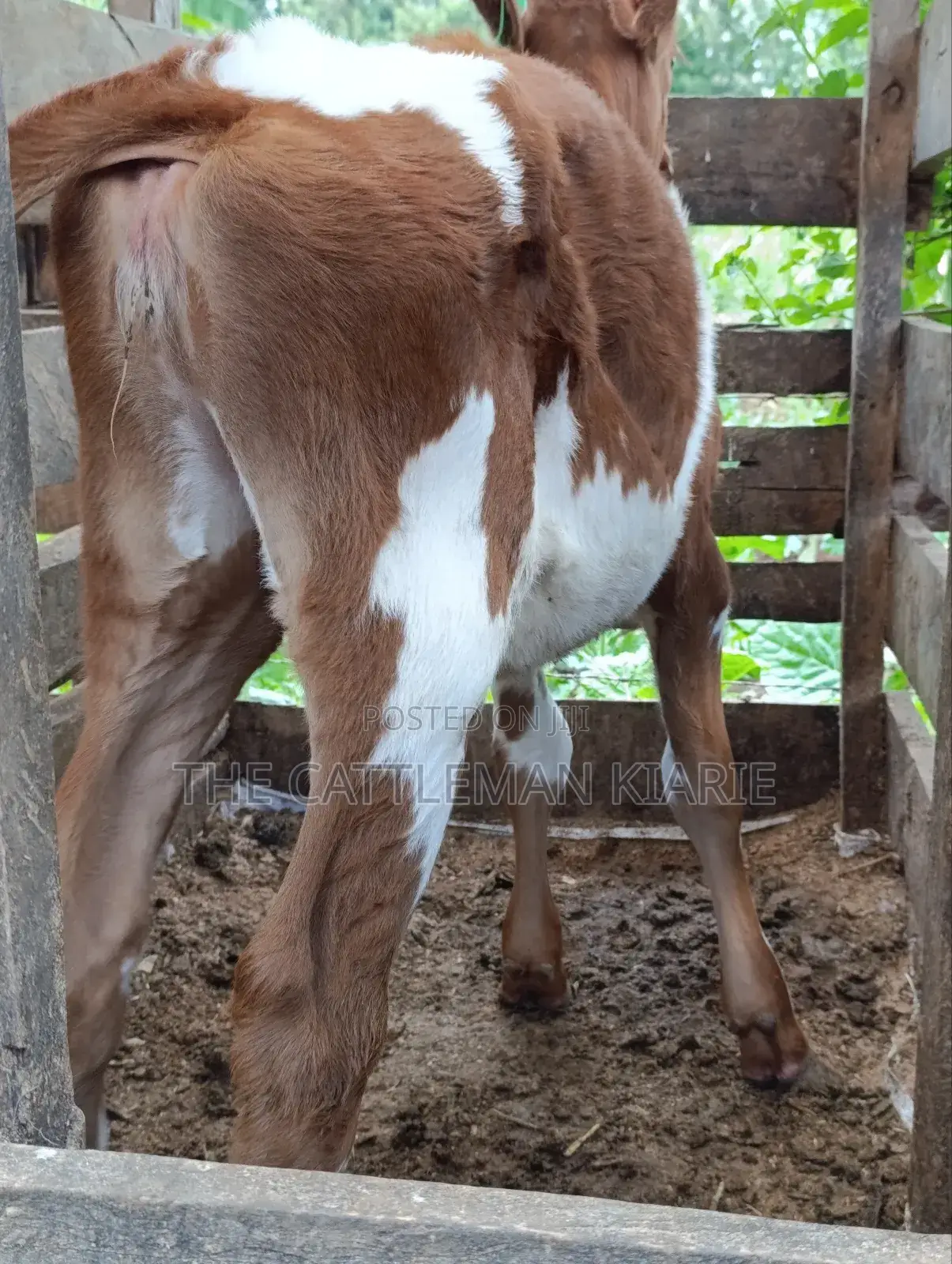 Ayrshire Calf for Sale