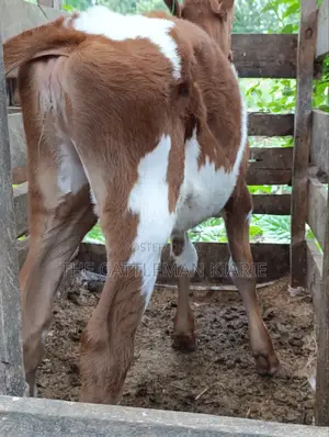 Ayrshire Calf for Sale