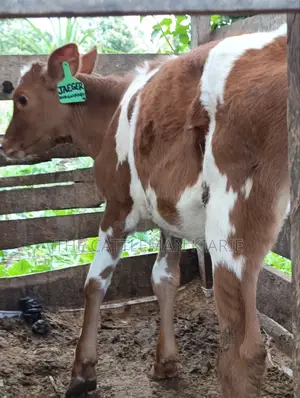 Ayrshire Calf for Sale