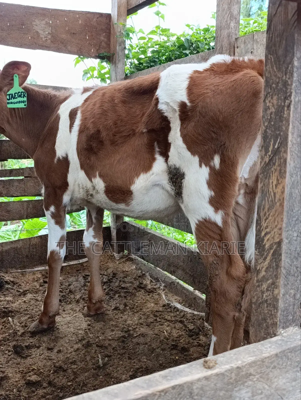 Ayrshire Calf for Sale
