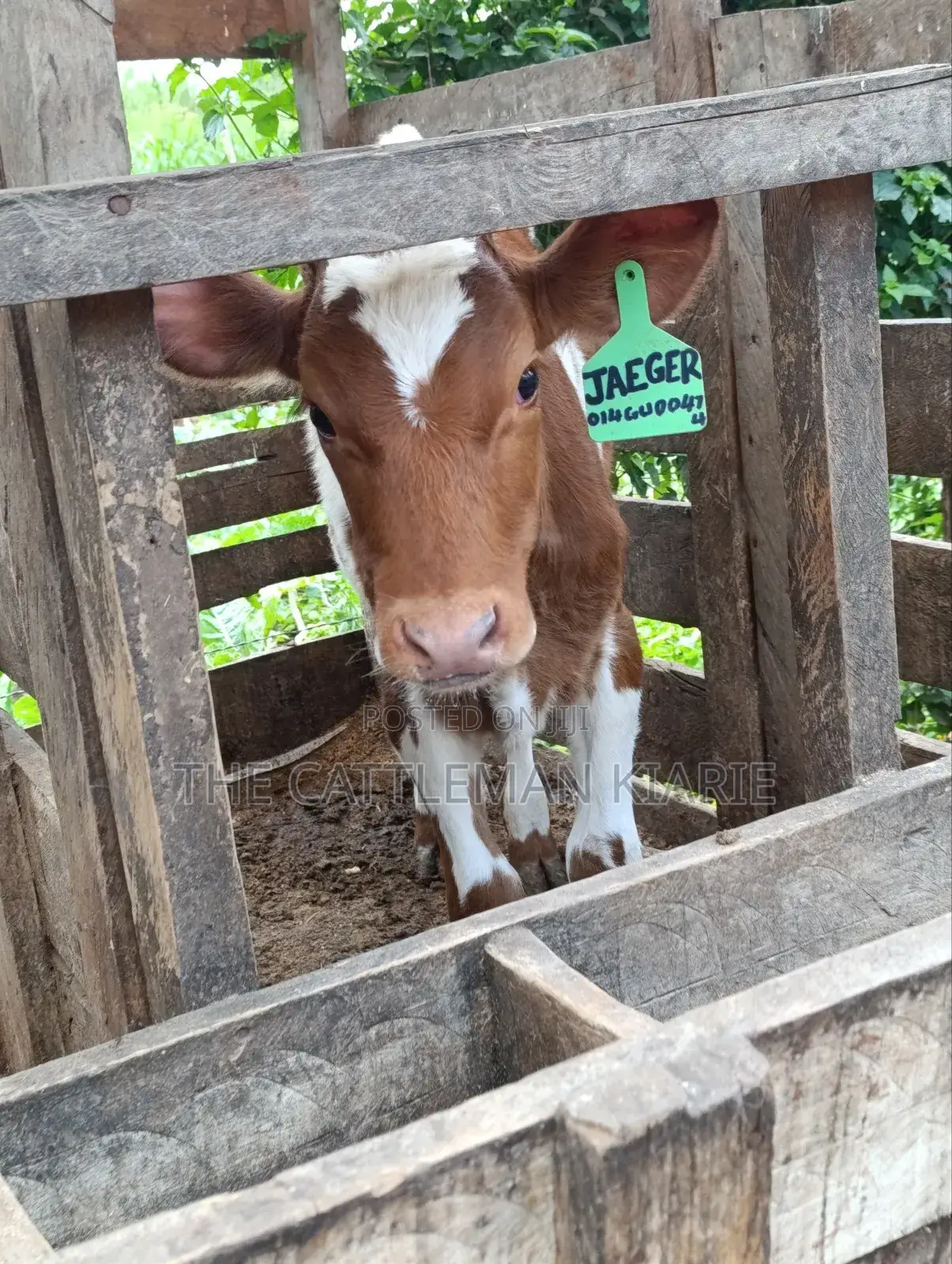 Ayrshire Calf for Sale