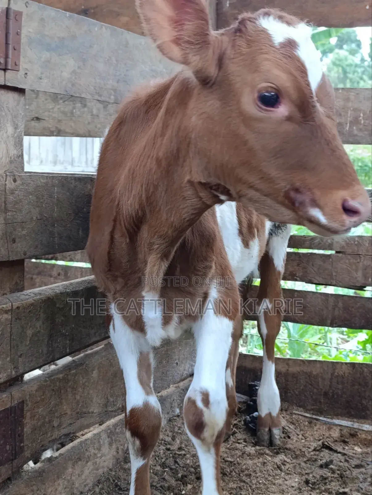 Ayrshire Calf for Sale