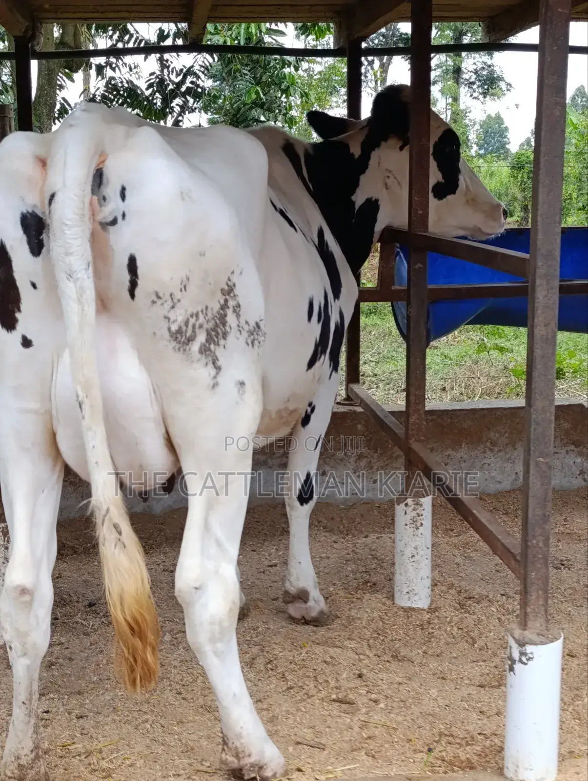 Holstein Friesian Freshly Calved