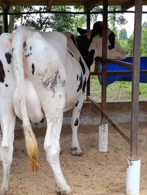 Holstein Friesian Freshly Calved