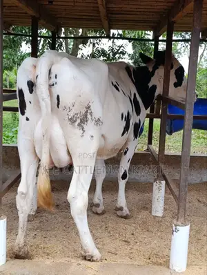 Holstein Friesian Freshly Calved