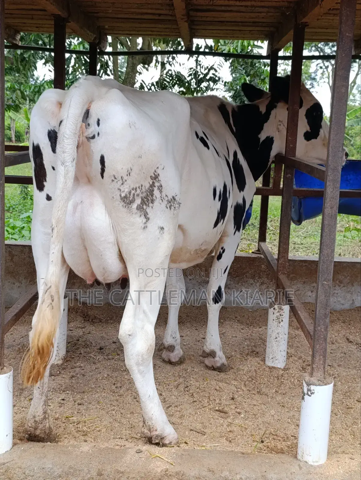 Holstein Friesian Freshly Calved