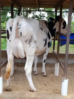 Holstein Friesian Freshly Calved