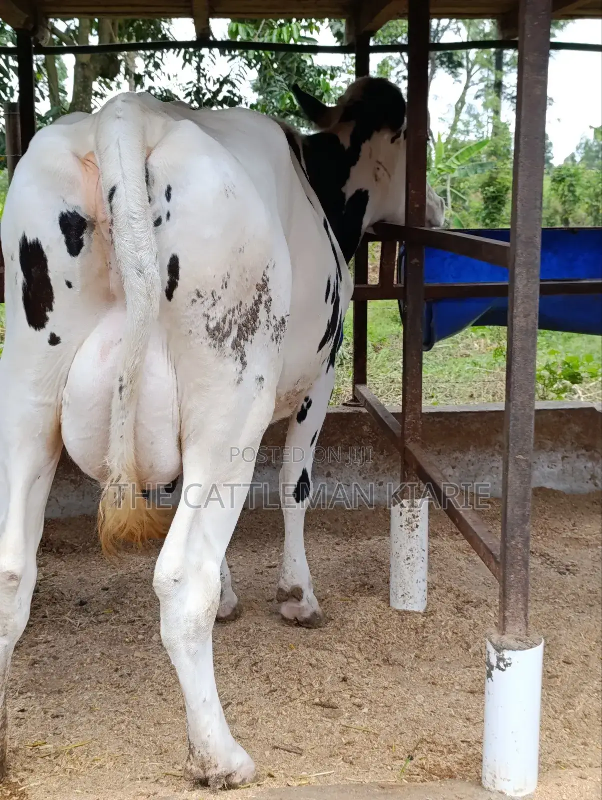 Holstein Friesian Freshly Calved