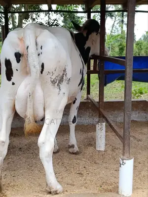 Holstein Friesian Freshly Calved