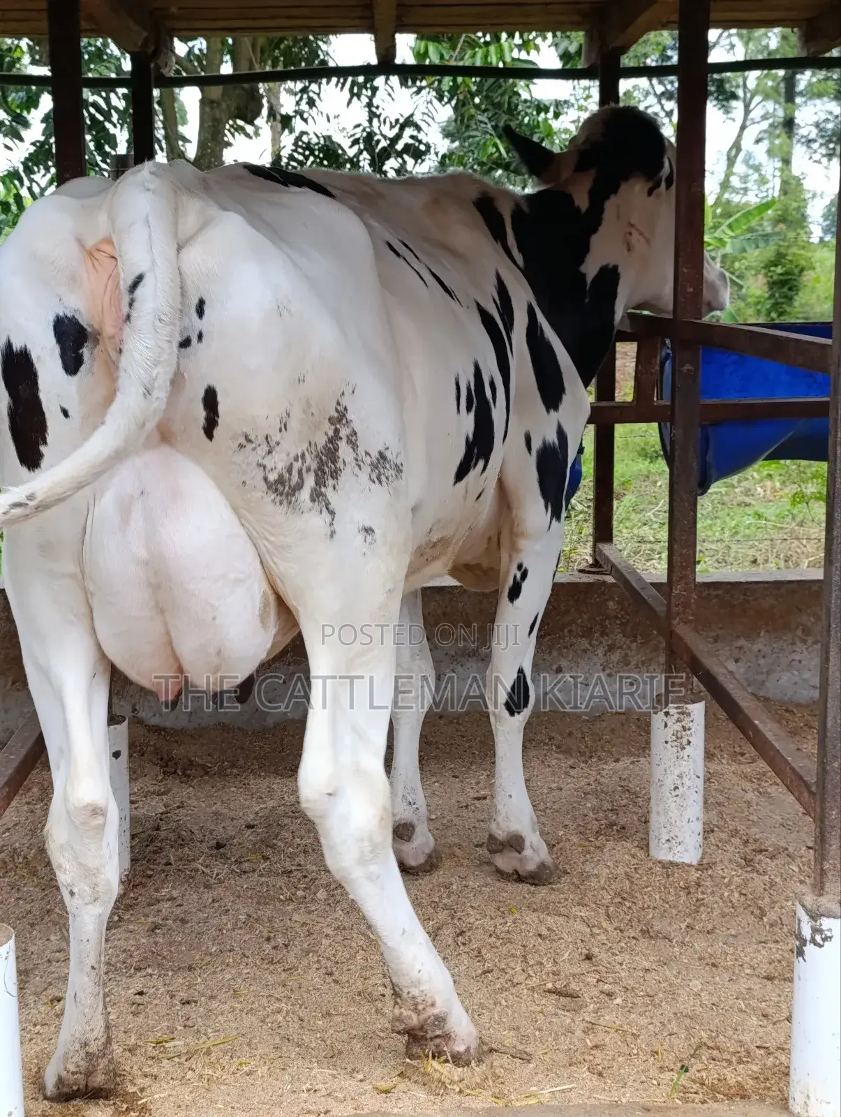 Holstein Friesian Freshly Calved