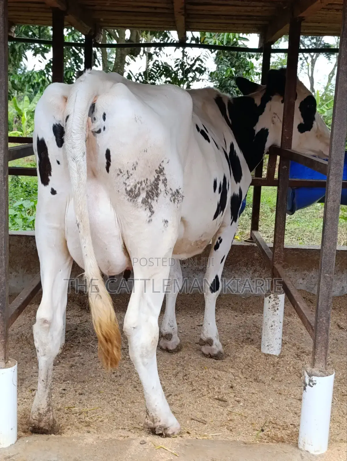Holstein Friesian Freshly Calved