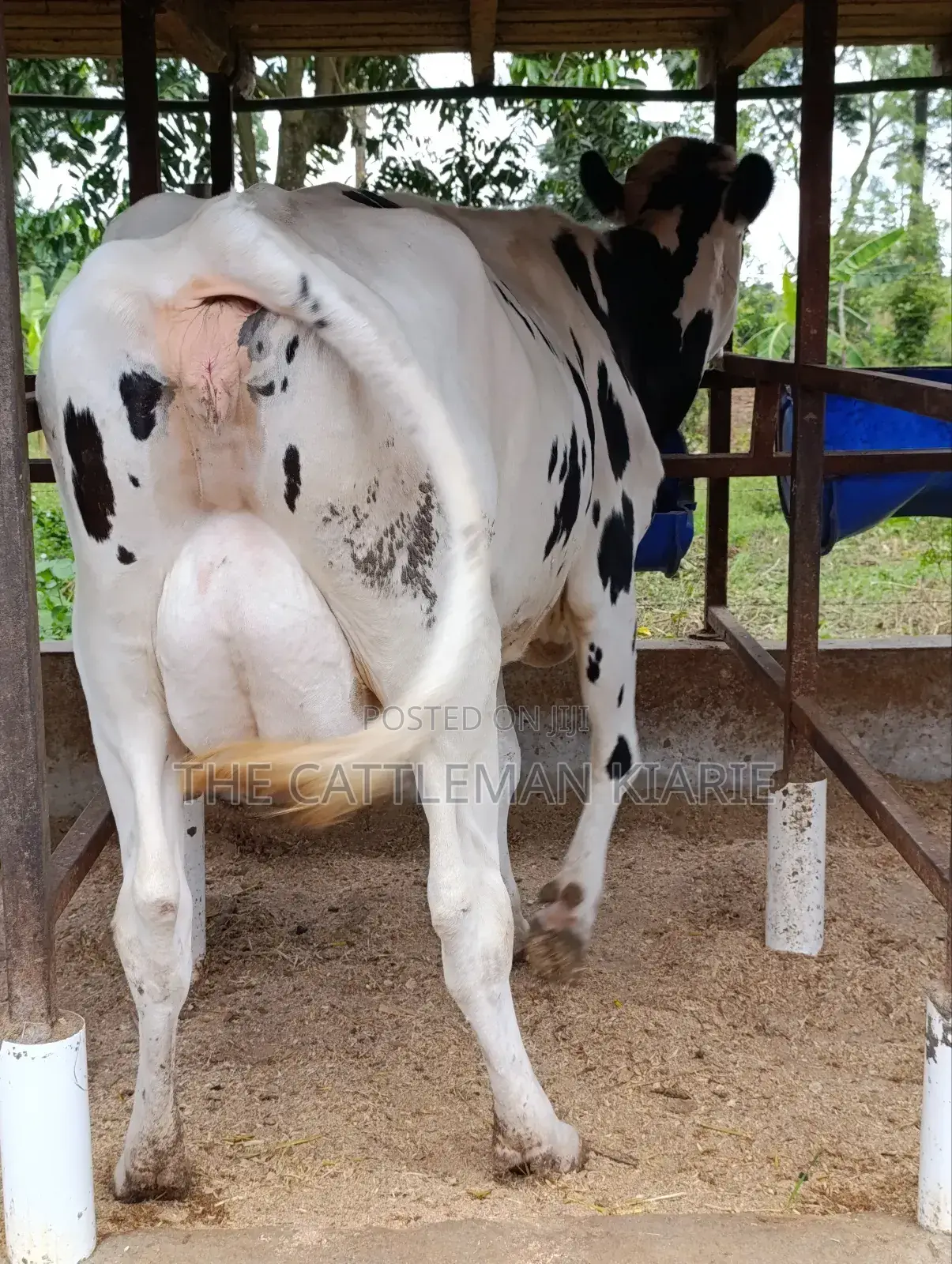 Holstein Friesian Freshly Calved