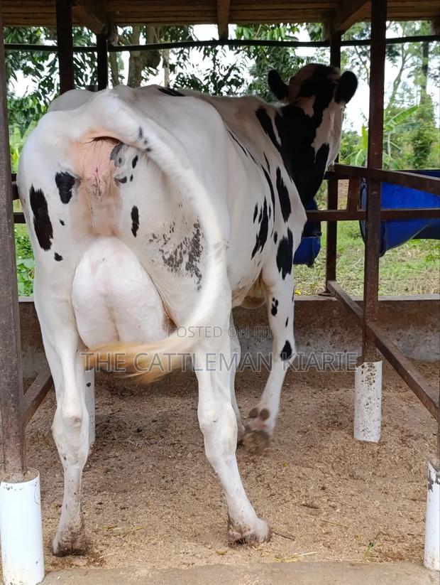 Holstein Friesian Freshly Calved - thumbnail 8