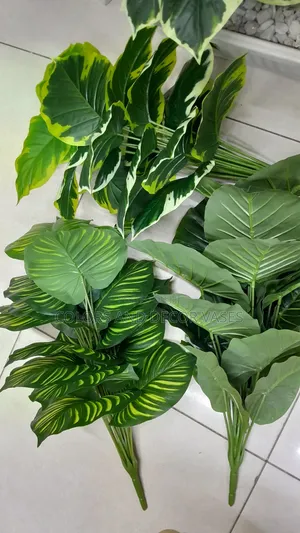 Plants Variety Home Decor