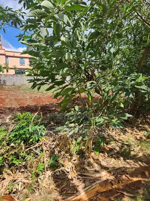 Westwood ( Karangaita)Estate