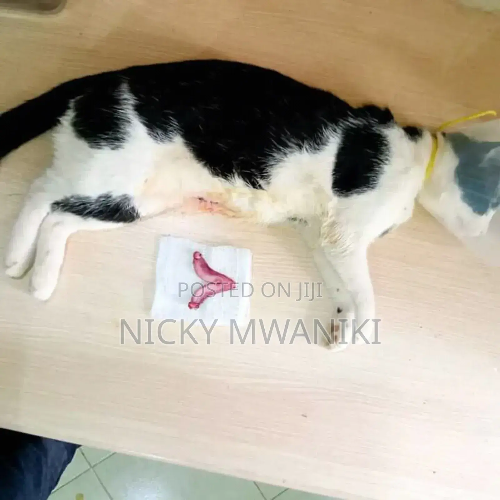 Veterinary Doctor on Call