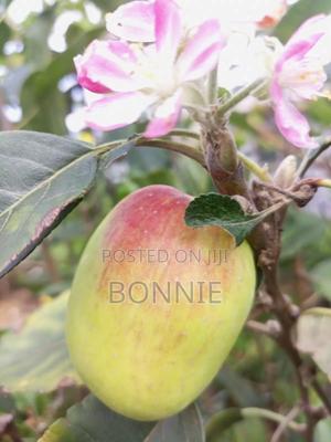 Grafted Anna Apple Seedlings - thumbnail 2