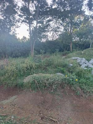 Quarter Acre Kibiku - thumbnail 2