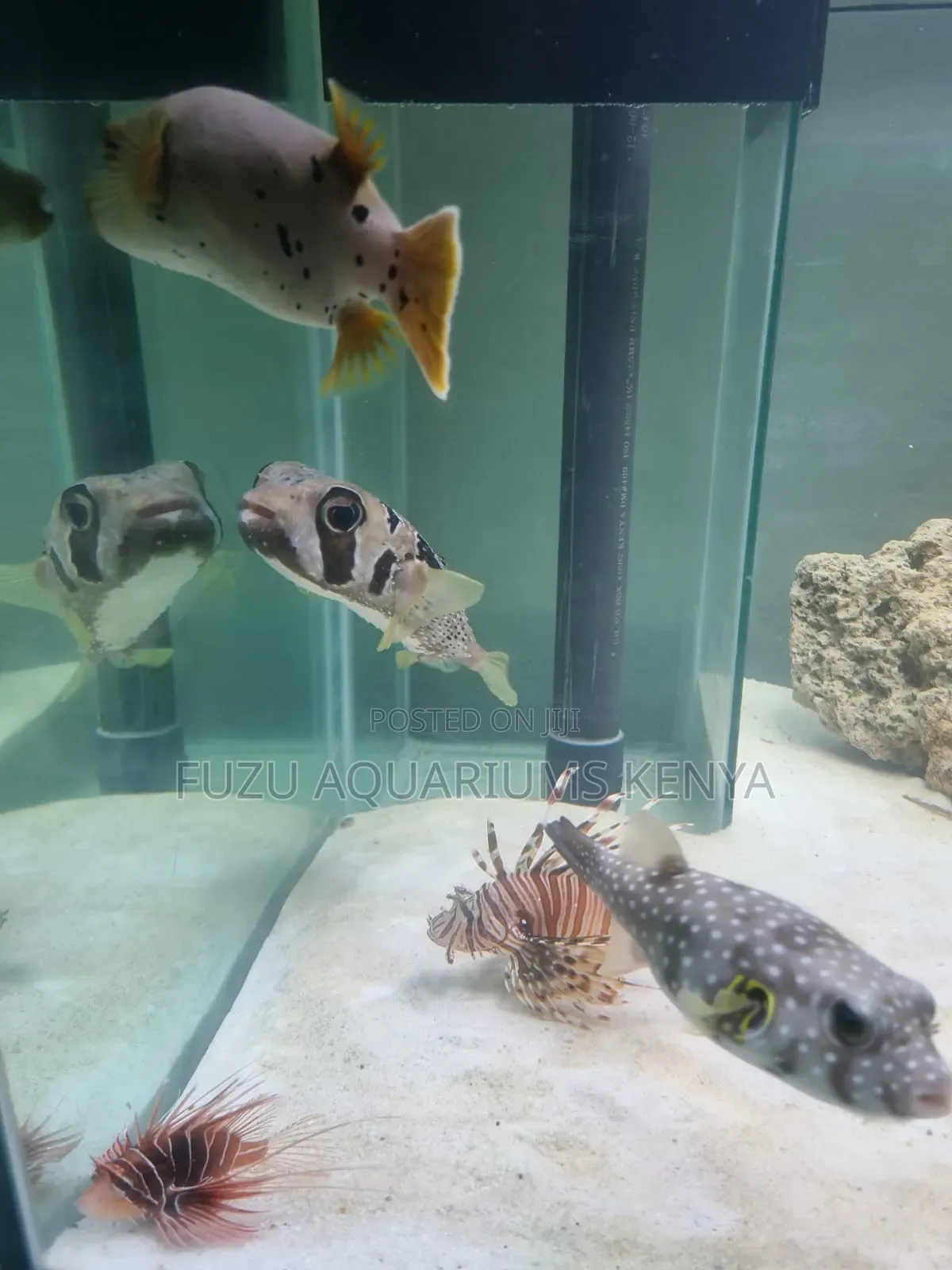 Marine Aquarium Fish