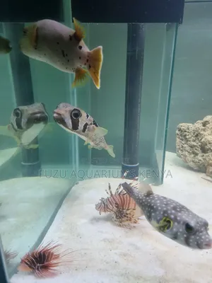 Marine Aquarium Fish
