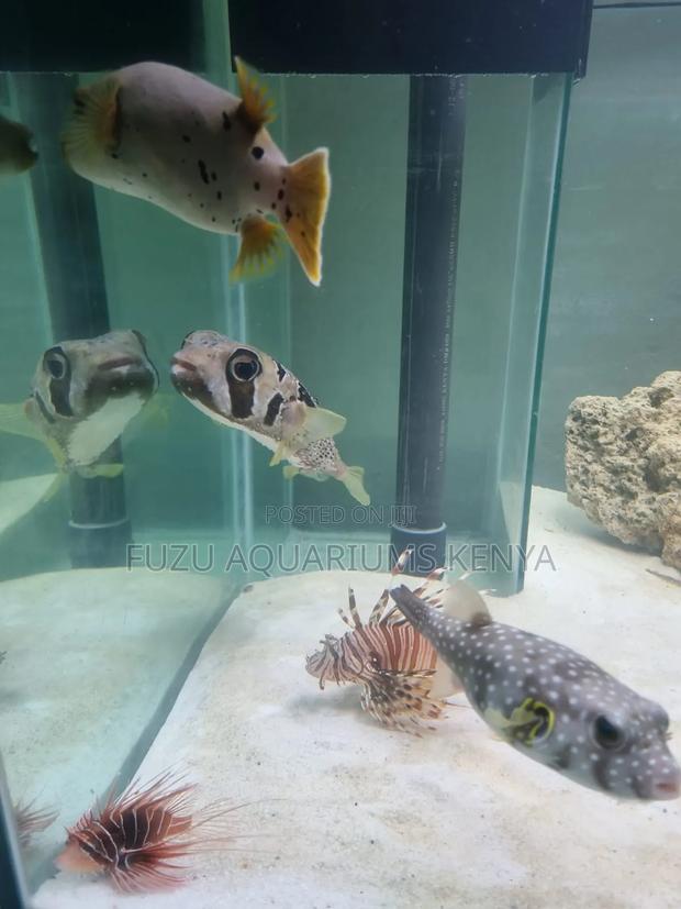 Marine Aquarium Fish