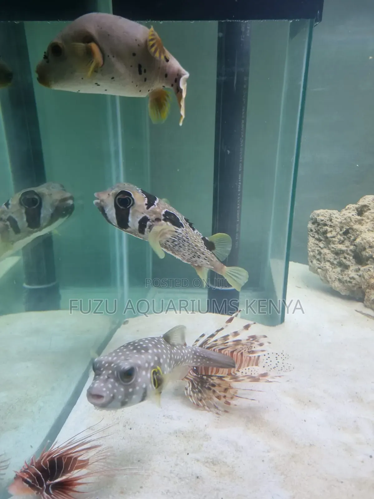 Marine Aquarium Fish