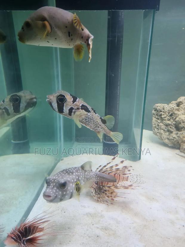 Marine Aquarium Fish - thumbnail 2