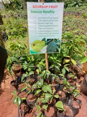 Soursop Seedlings Available