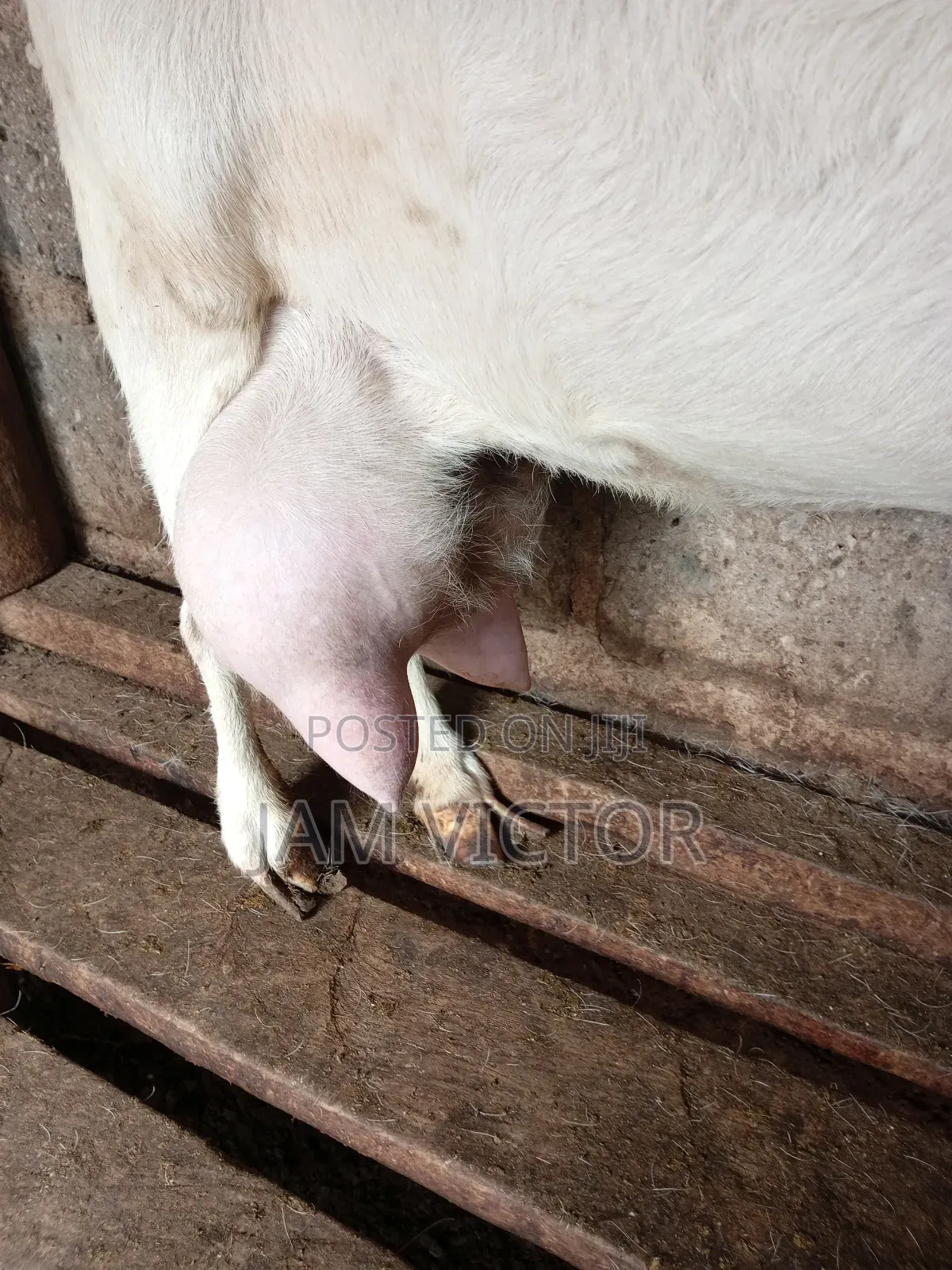 Pure Fresh Farm Goat Milk.