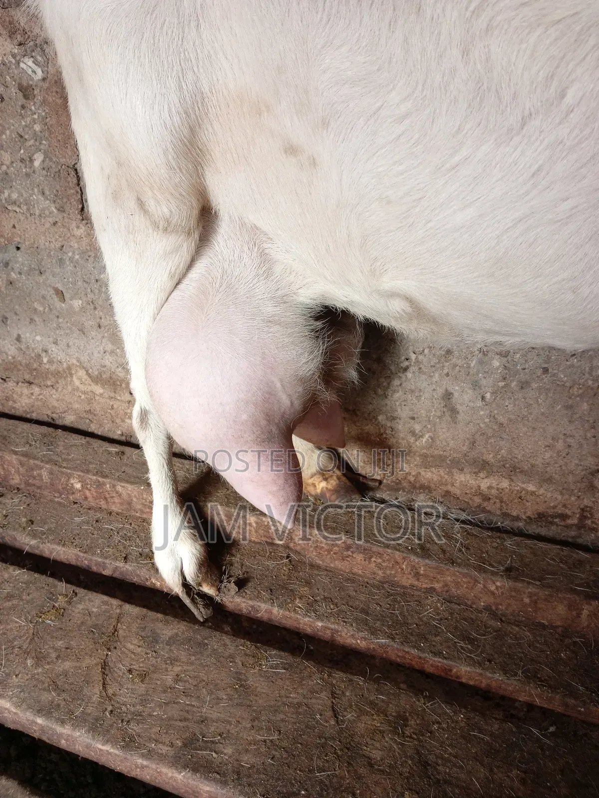 Pure Fresh Farm Goat Milk.