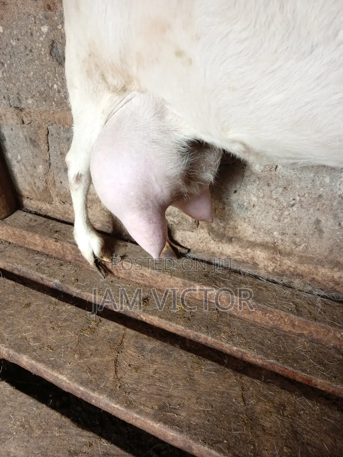 Pure Fresh Farm Goat Milk.