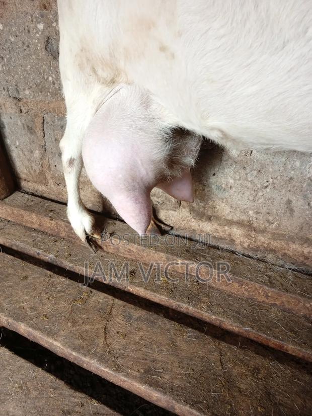 Pure Fresh Farm Goat Milk. - thumbnail 12