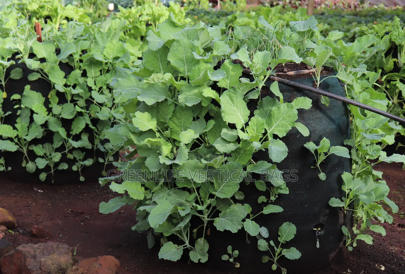 Medium Kitchen Garden Bag (Medium Vertical Bag)