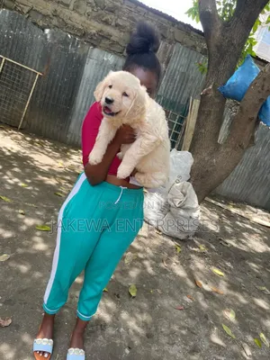 1-3 months Female Purebred Golden Retriever