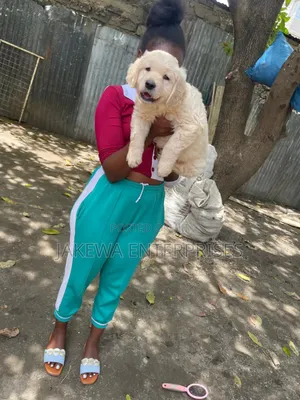 1-3 months Female Purebred Golden Retriever