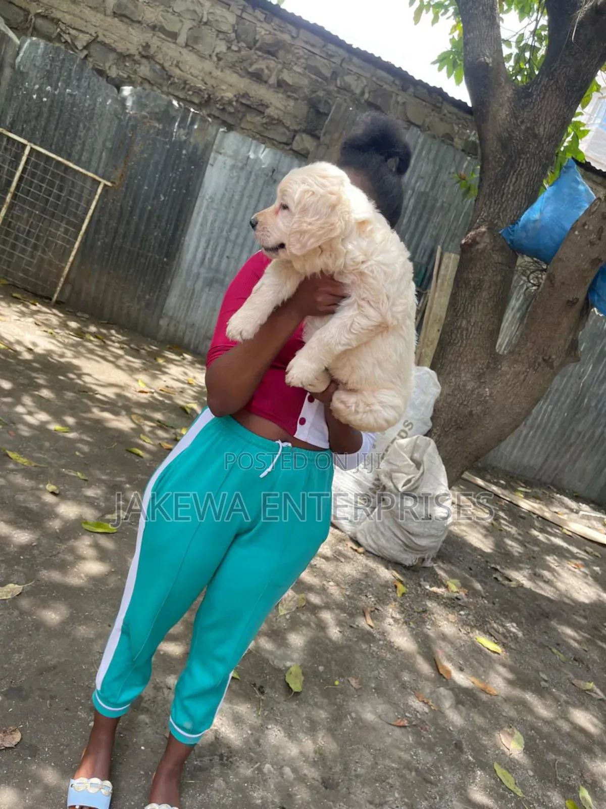 1-3 months Female Purebred Golden Retriever