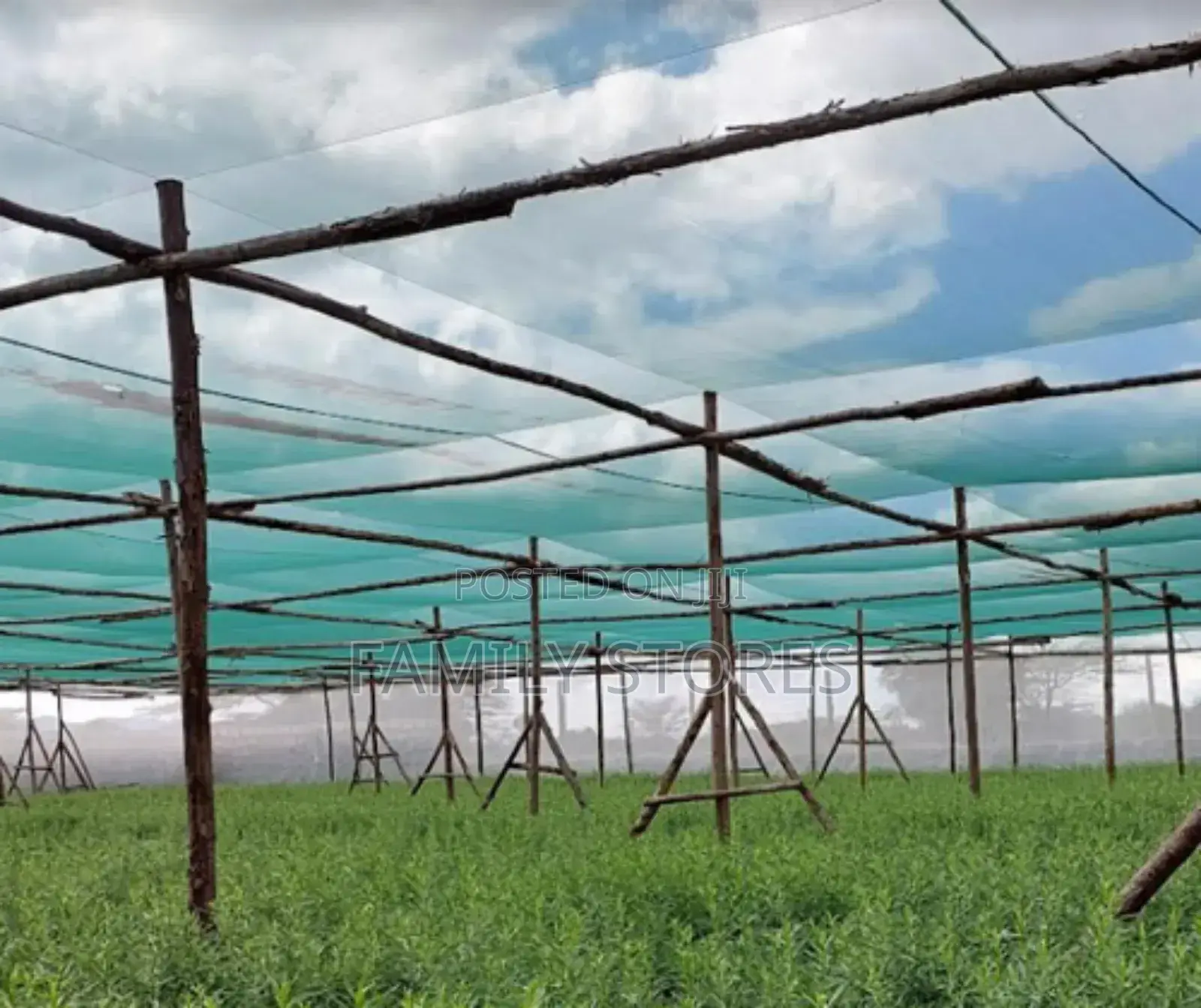 Shed Net . Green Color